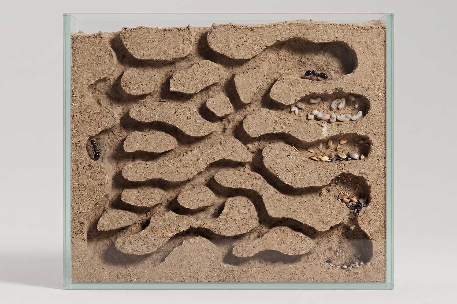 Photograph of a metal-cast ant colony, tunnels revealed after excavation